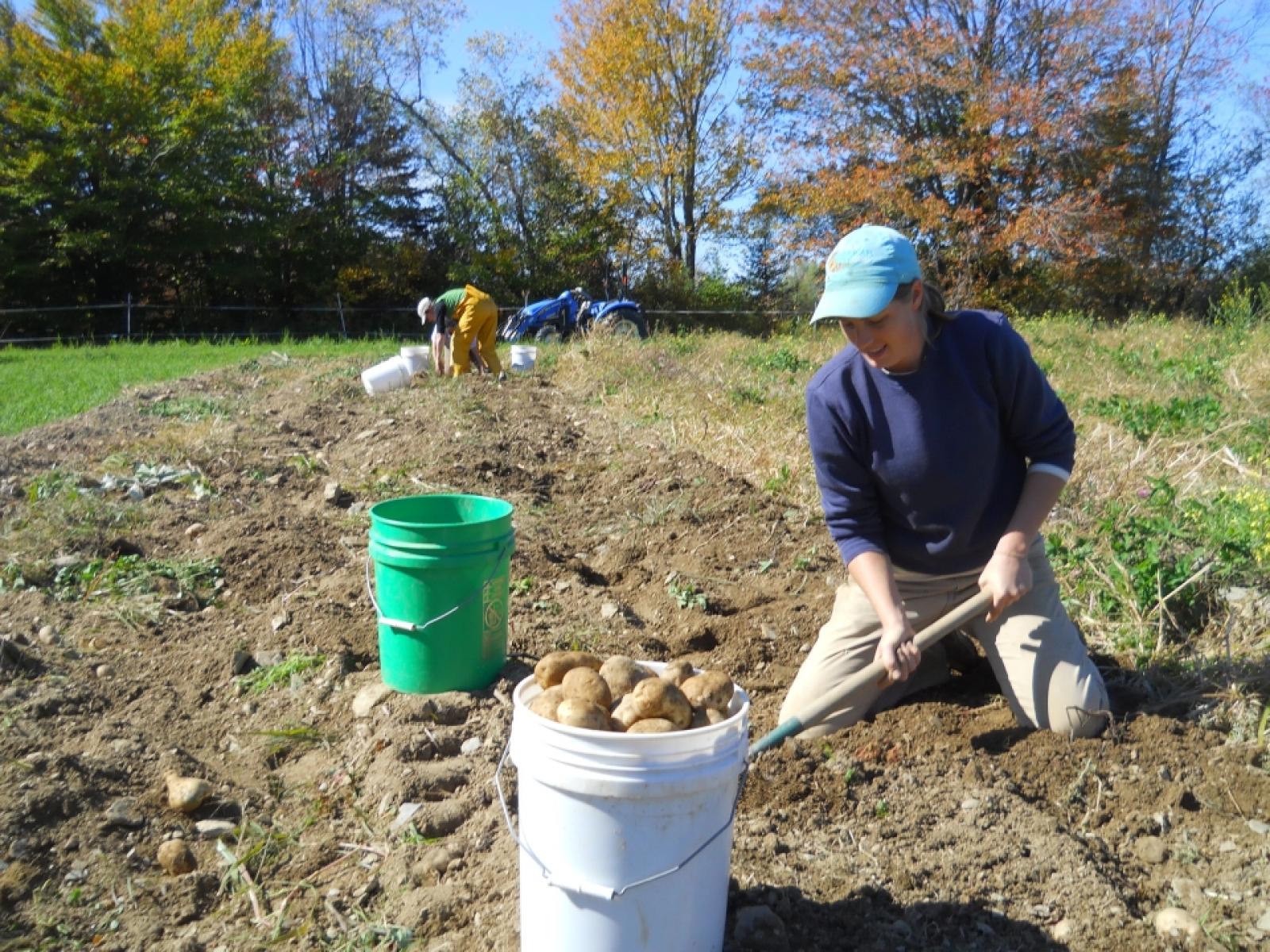 MM harvesting potatoes | Ripley Farm Dover-Foxcroft Maine