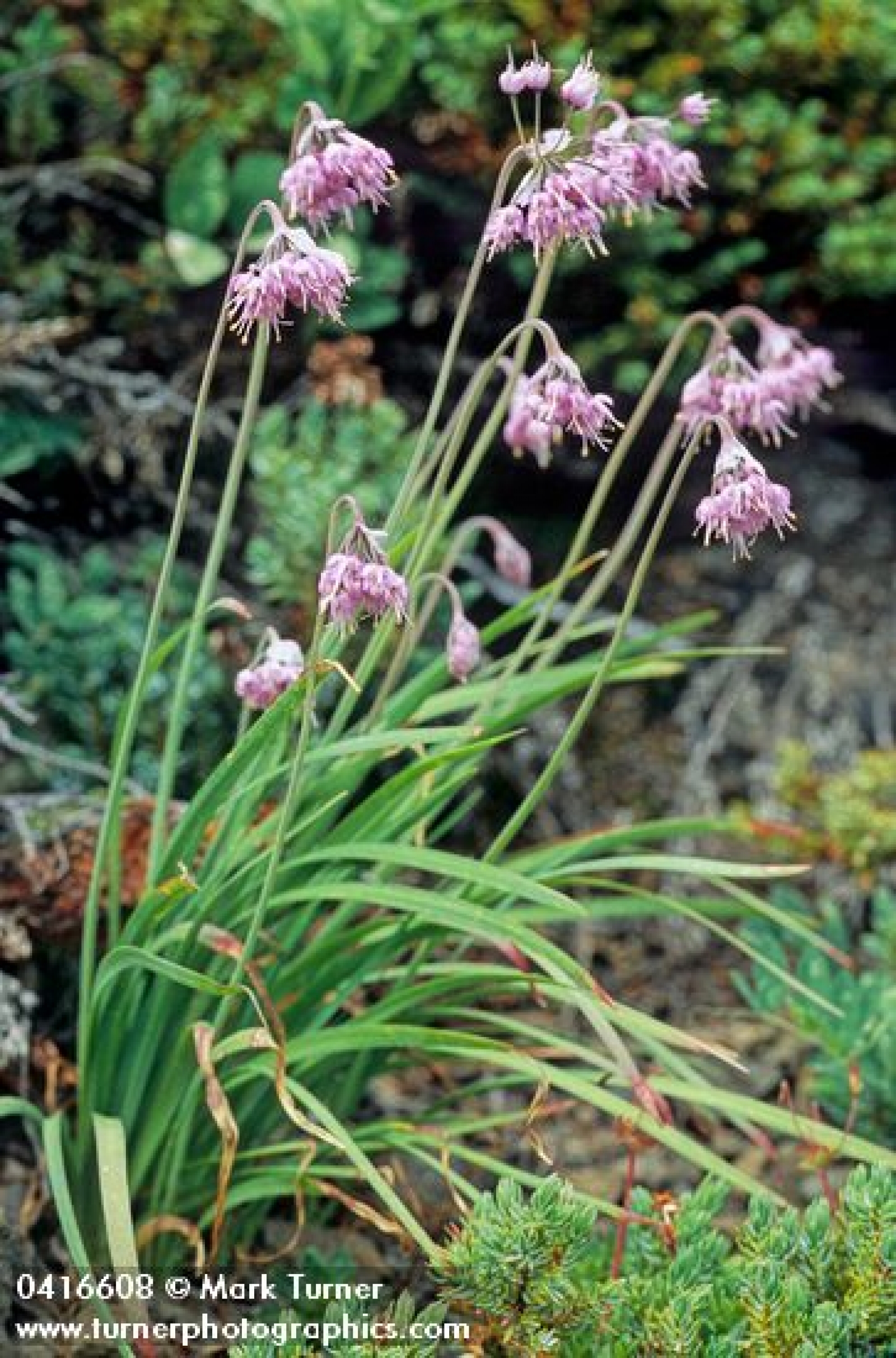 Alium Cernuum