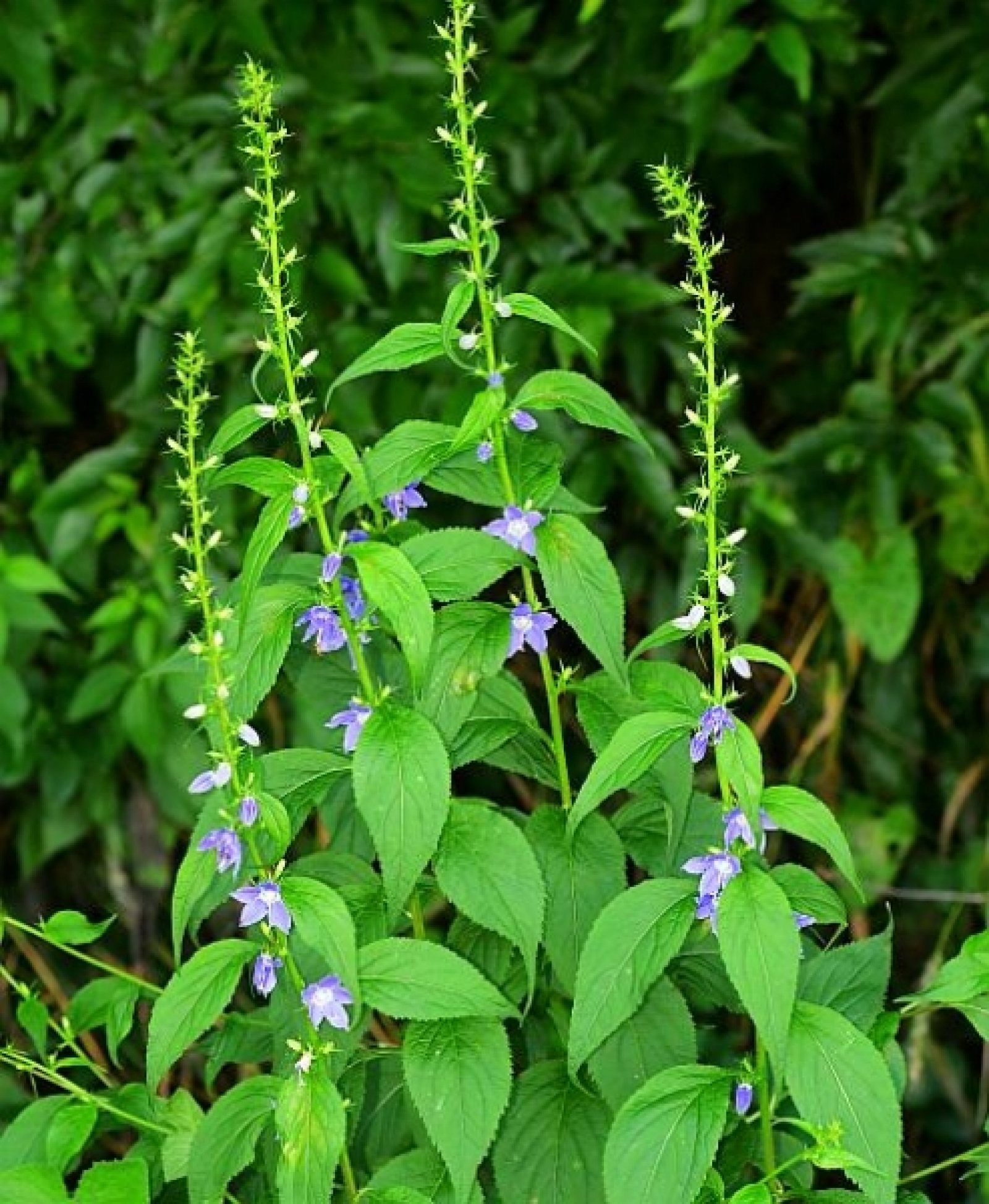 Campanula americana