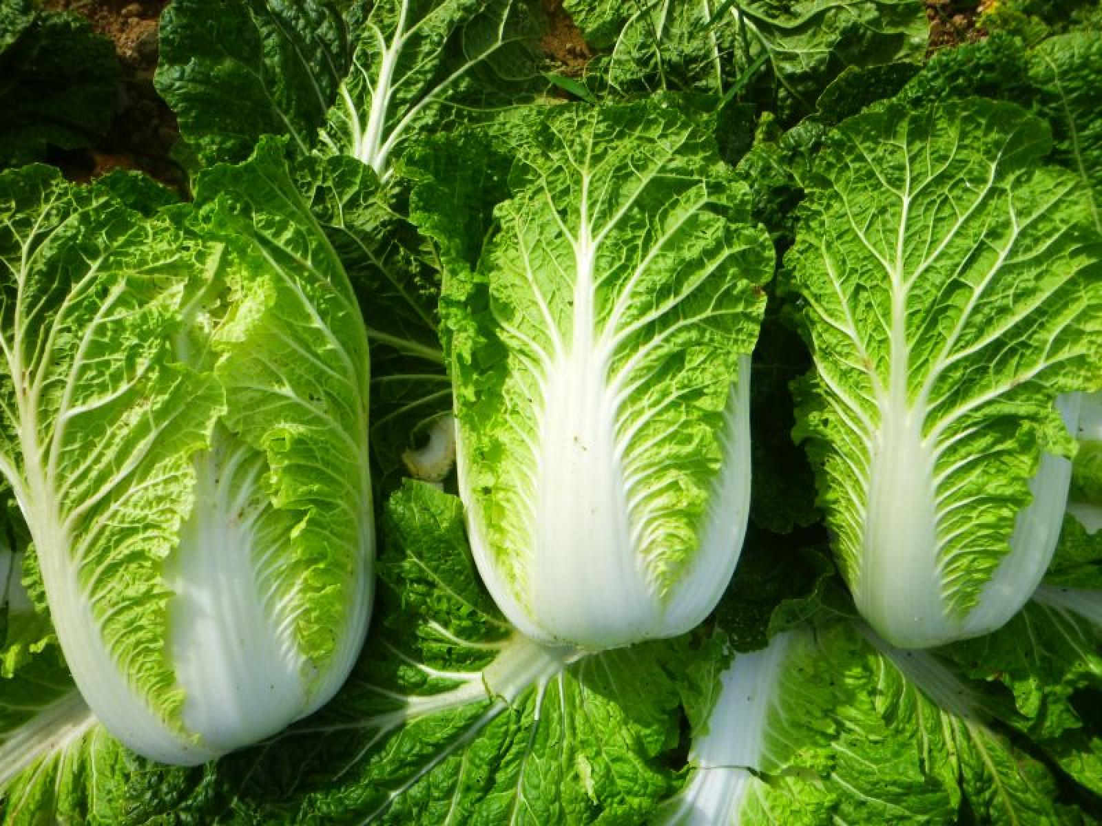 Chinese cabbage aka Napa cabbage for Ripley Farm's organic CSA in Dover-Foxcroft Maine