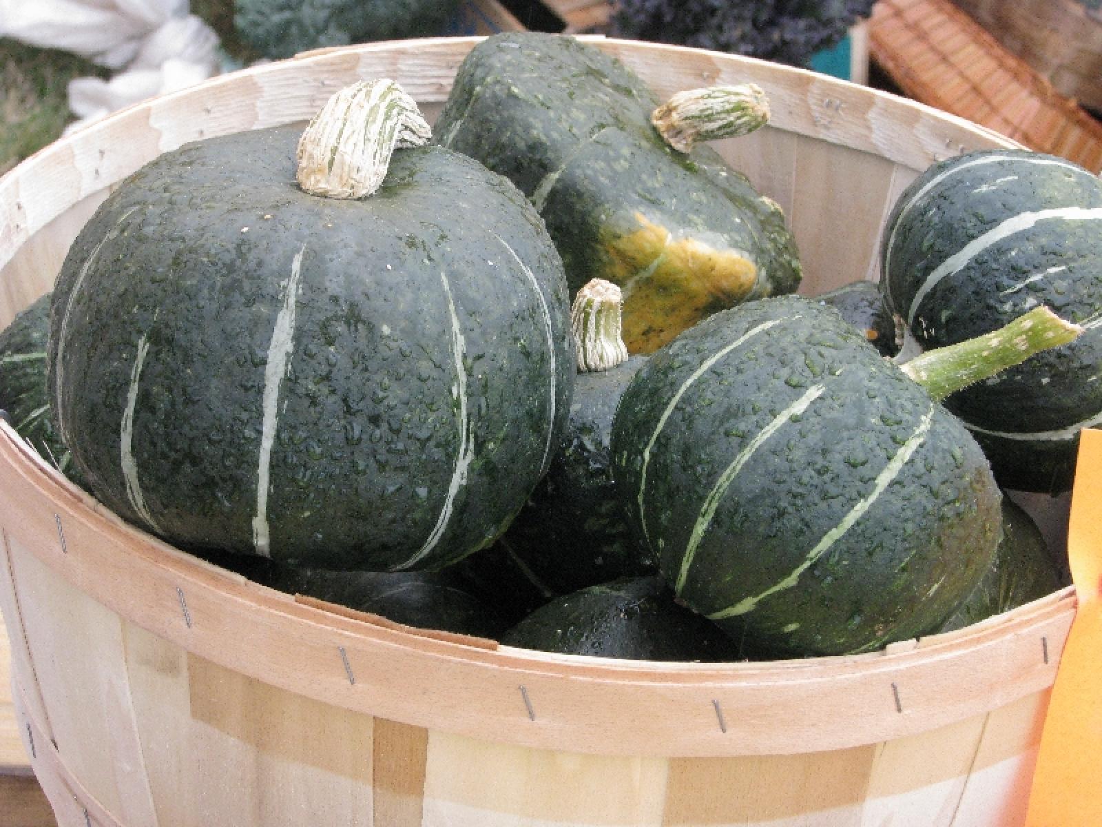 Buttercup Winter Squash for Ripley Farm's organic CSA in Dover Foxcroft Maine