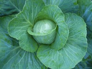 cabbage for Ripley Farm's organic CSA in dover foxcroft Maine