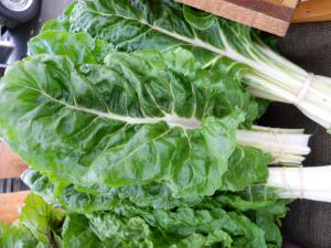 Swiss Chard organic for Ripley Farm's CSA dover-foxcroft Maine