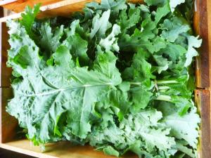 Red Russian Kale bunched by Ripley Farm, Maine