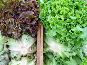 Red and Green Lettuces in produce boxes