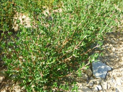 Thyme, German or Winter (Thymus vulgaris)