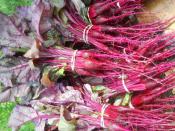 beet greens organic for Ripley Farm's CSA dover-foxcroft Maine
