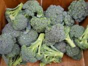 Broccoli organic for Ripley Farm's CSA in dover-foxcroft, Maine