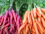 Orange and Red Carrots for Ripley Farm's organic CSA in Dover-Foxcroft maine