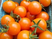 Cherry tomatoes for Ripley Farm's organic CSA dover foxcroft Maine