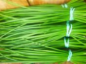 chives for ripley farm's organic CSA in dover-foxcroft Maine