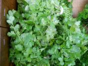 organic cilantro for Ripley Farm's CSA in dover-foxcroft Maine