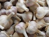 Garlic for ripley farm's organic CSA in Dover-Foxcroft Maine