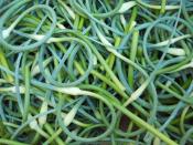 garlic scapes from organic garlic at ripley farm dover foxcroft maine