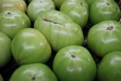 Green Tomatoes for Ripley Farm's organic CSA farm shares in Dover Foxcroft Maine