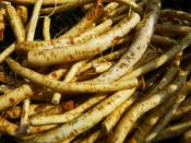 horseradish for ripley farm's organic CSA in dover-foxcroft Maine