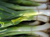 Bunched Fall Leeks