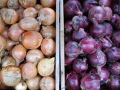 Onions for Ripley Farm's organic CSA in Dover Foxcroft Maine