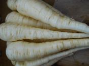 parsnips for ripley farm's organic CSA in dover-foxcroft Maine