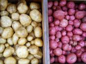 Yukon Gold and Red Pontiac Potatoes in Boxes for market Ripley Farm Maine