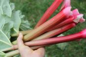 rhubarb for ripley farm's organic CSA in dover-foxcroft Maine