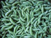 snap peas organic from ripley farm dover foxcroft maine