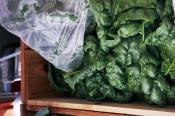 Spinach for Ripley Farm's organic CSA farm shares in Dover Foxcroft Maine