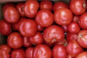 Fresh organic red ripe tomatoes for Ripley Farm's CSA in dover-foxcroft Maine