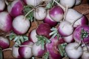 purple top turnips for ripley farm's organic CSA in dover-foxcroft Maine