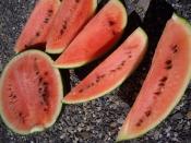 Juicy slices of fresh organic Sugar Baby watermelon