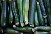 organic zucchini for ripley farm's csa dover foxcroft maine
