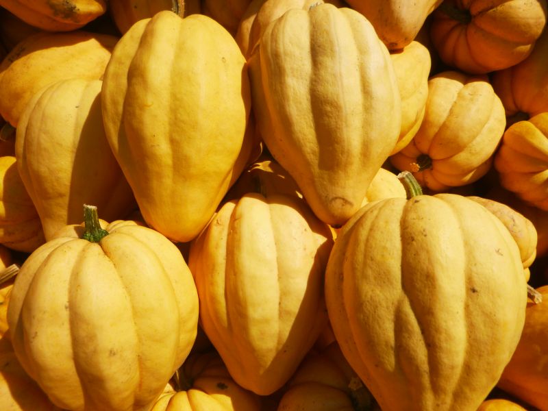 Acorn Squash
