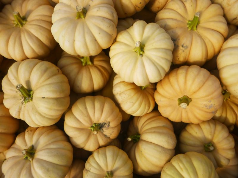Winter Squash – Butternut-type ‘Autumn Crown’