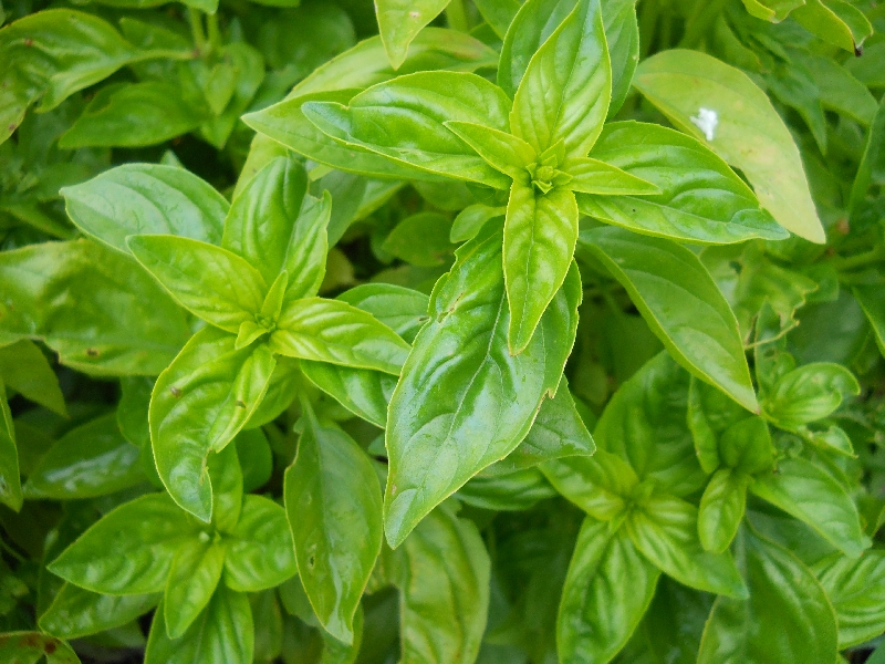 Basil