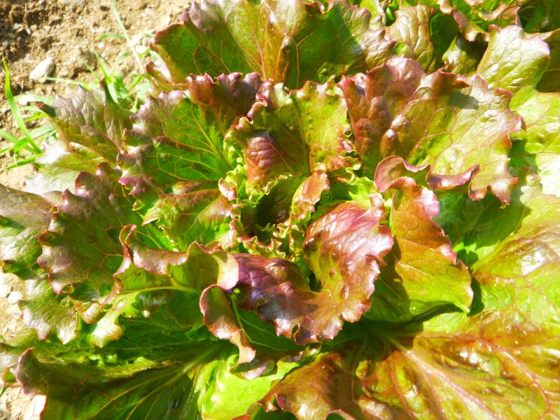 Lettuce – red summer crisp