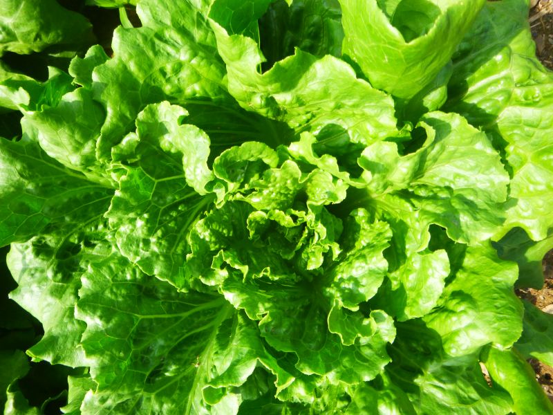 Lettuce – green summer crisp