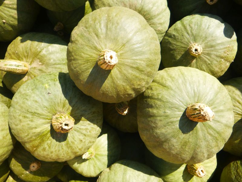 Winter Squash – Blue Kuri
