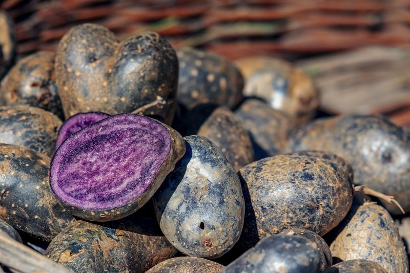 Potatoes – All Blue