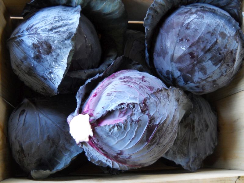 Cabbage – red