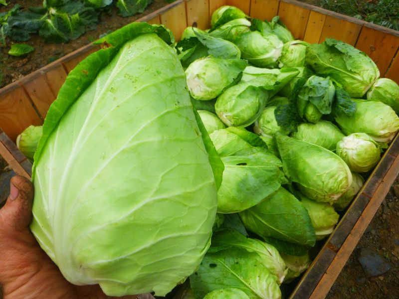 Cabbage – green pointed head
