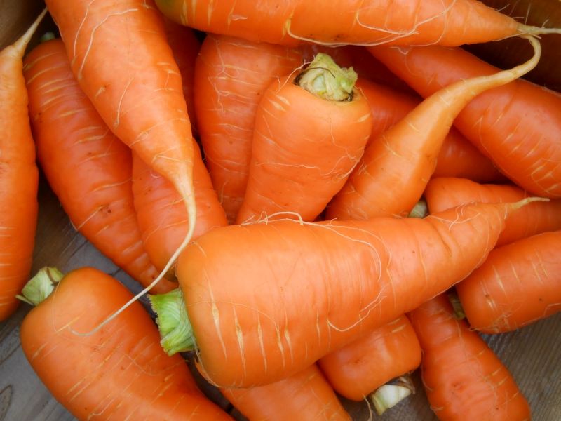Carrots – Chantenay heirloom