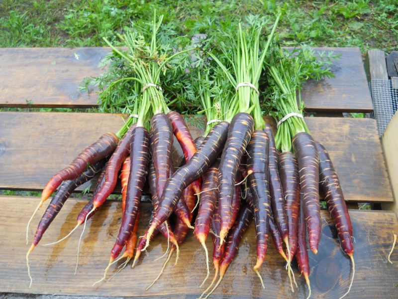 Carrots – Purple