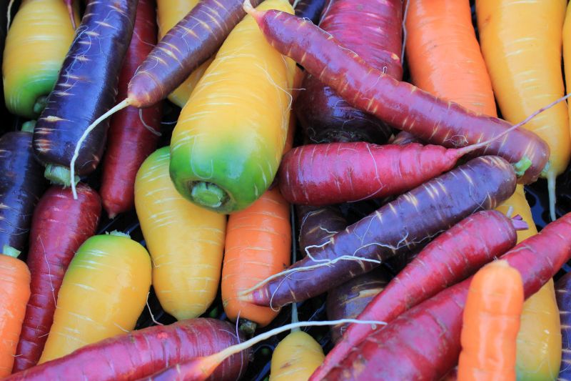 Carrots – rainbow