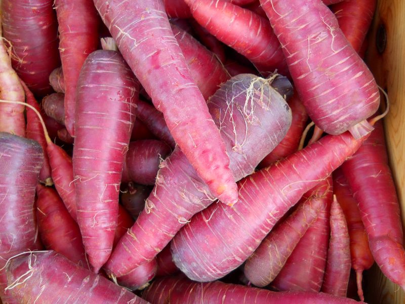Carrots – Red