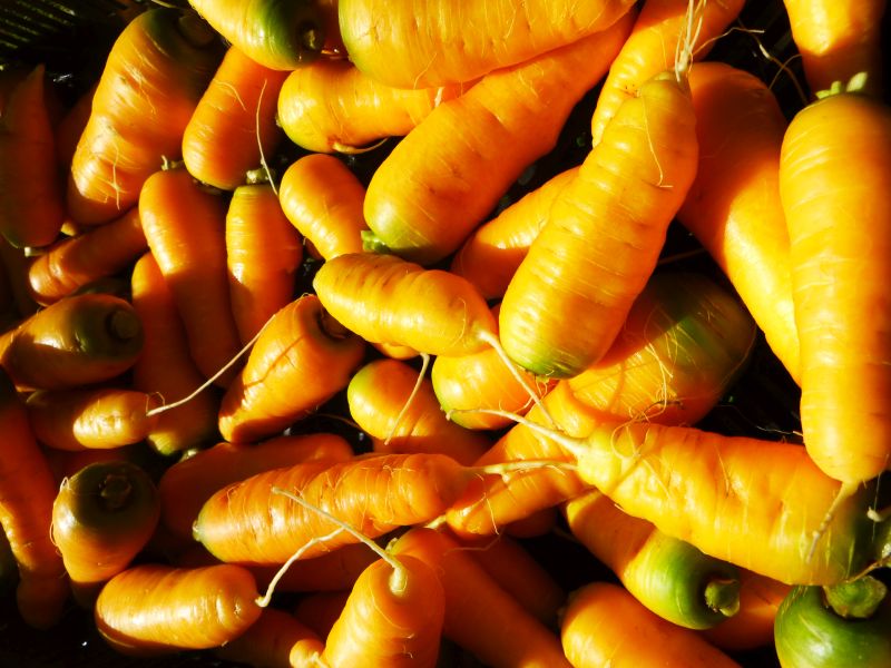 Carrots – yellow sun