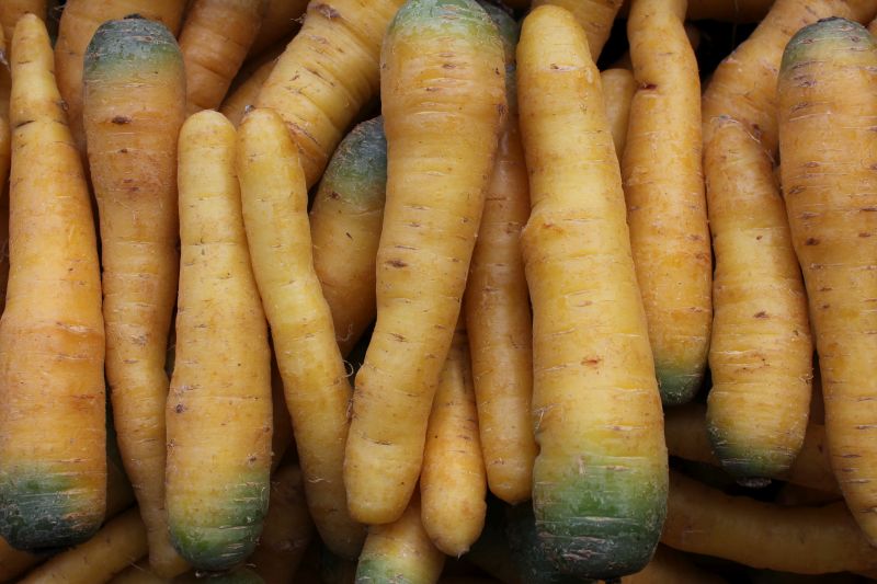 Carrots – yellow