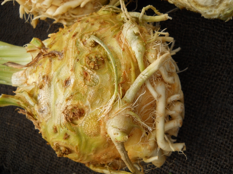 Celeriac