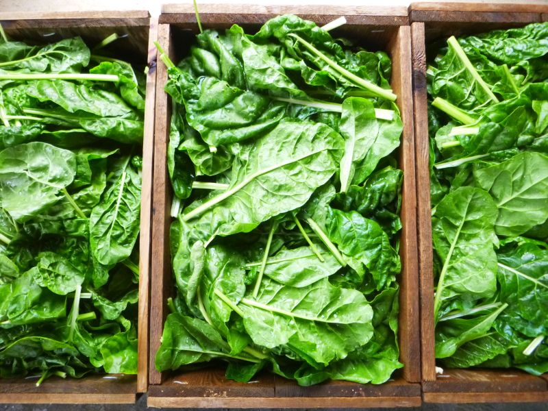 Swiss Chard – cut greens