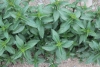 Mint – Chocolate