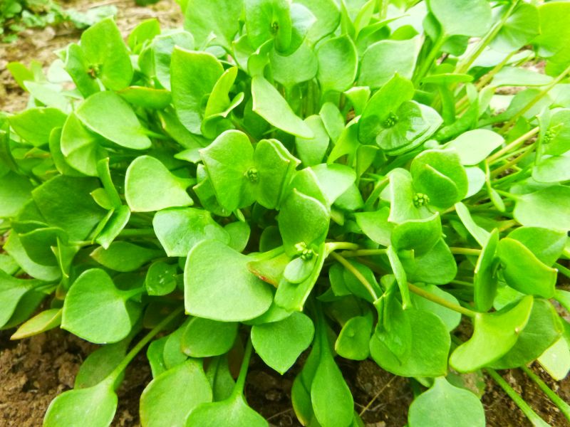 Claytonia